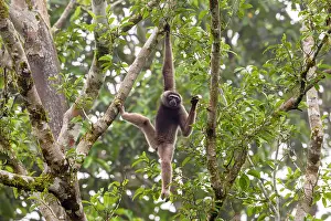 Borneo Prints: North Borneo gibbon (Hylobates funereus) hanging from branch in rainforest canopy