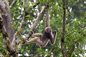 Borneo Prints: North Borneo gibbon (Hylobates funereus) hanging from branch in rainforest canopy