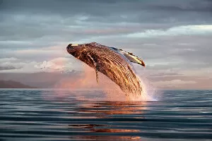 Blue Waters Collection: North Pacific humpback whale (Megaptera novaeangliae kuzira) breaching at sunset