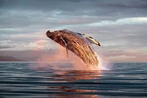 North Pacific humpback whale (Megaptera novaeangliae kuzira) breaching at sunset, Kupreanof Island, Frederick Sound, Alaska, USA, July