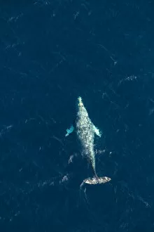 North Pacific right whale (Eubalaena japonica) swimming near surface, aerial view