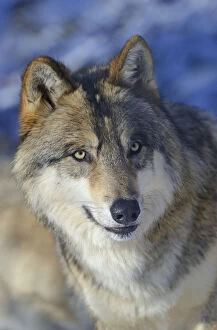 Alaskan Timber Wolf Gallery: North-western wolf (Canis lupus occidentalis) portrait, captive occurs in northwestern USA