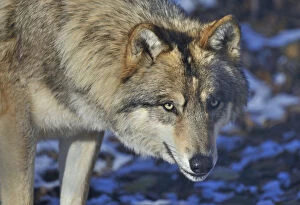 Alaskan Timber Wolf Gallery: North-western wolf (Canis lupus occidentalis) portrait, captive occurs in northwestern USA