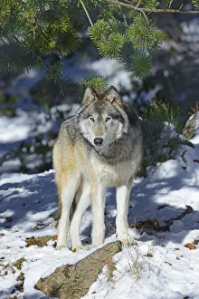 North-western wolf (Canis lupus occidentalis) captive occurs in northwestern USA