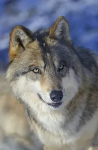 Wolves Prints: North-western wolf (Canis lupus occidentalis) portrait, captive occurs in northwestern USA