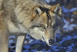 North-western wolf (Canis lupus occidentalis) portrait, captive occurs in northwestern USA