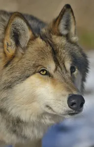 North-western wolf (Canis lupus occidentalis) portrait, captive occurs in northwestern USA