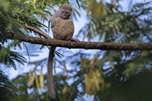 Northern bamboo lemur (Hapalemur occidentalis) in tree, Marojejy NP, Madagascar