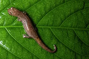 Caudata Prints: Northern banana salamander (Bolitoglossa rufescens) resting on leaf