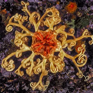 North Pacific Prints: Northern basket star (Gorgonocephalus eucnemis) Slingsby Channel, British Columbia