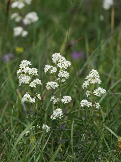 County Durham Prints: Northern bedstraw (Galium boreale) in flower