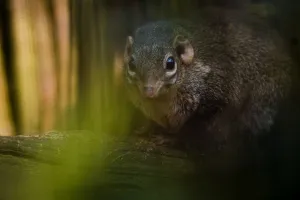 Mark Bowler Prints: Northern / Belangers Tree Shrew (Tupaia belangeri) seen through leaves. Captive
