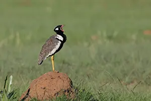 Gruiformes Prints: Northern black korhaan (Afrotis afraoides) territorial calling