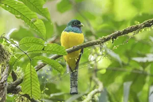 Trogoniformes Prints: Northern black-throated trogon (Trogon tenellus) male
