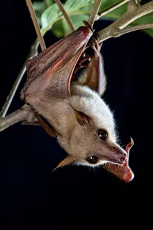Images Dated 11th January 2022: Northern blossom bat (Macroglossus minimus) hanging from a branch, Fogg Dam, Northern Territory