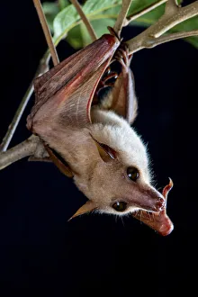 Upside Down Prints: Northern blossom bat (Macroglossus minimus) hanging from a branch