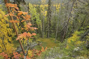 Images Dated 21st September 2008: Northern boreal forest with standing and fallen dead tree, Oulanka, Finland, September