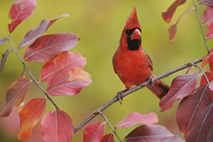 Northern Cardinal (Cardinalis cardinalis) male perched on branch of Crape Myrtle