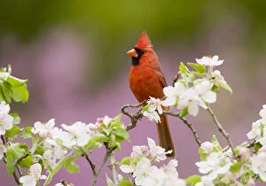 Northern Cardinal (Cardinalis cardinalis), male perched amongst apple blossom, New York