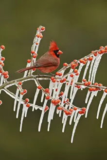 Images Dated 6th February 2014: Northern Cardinal (Cardinalis cardinalis), adult male perched on icy branch of Possum Haw Holly