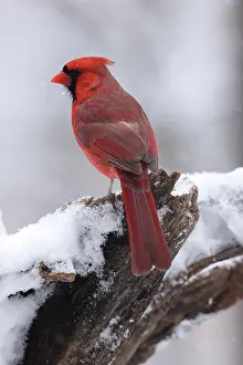 Cardinal Prints: Northern cardinal (Cardinalis cardinalis) male, perched in snow, Maryland, USA. January