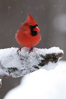 Cardinal Prints: Northern cardinal (Cardinalis cardinalis) male, perched in snow, Maryland, USA. January