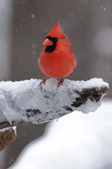 Northern cardinal (Cardinalis cardinalis) male, perched in snow, Maryland, USA. January