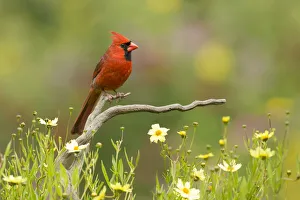 Northern cardinal (Cardinalis cardinalis) male in a late summer garden setting