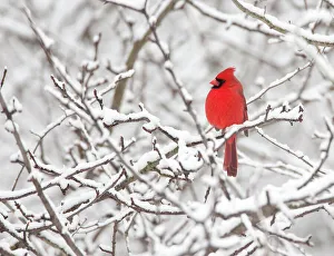 Northern cardinal (Cardinalis cardinalis) male perched amid snow-covered branches, New York, USA, February