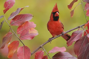 Red Prints: Northern Cardinal (Cardinalis cardinalis) male perched on branch of Crape Myrtle