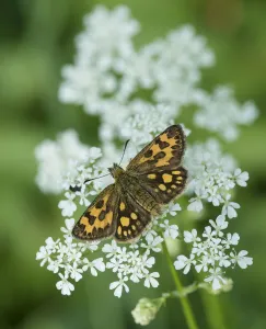 Symmetry Prints: Northern Chequered Skipper, (Carterocephalus silvicola), female on flower
