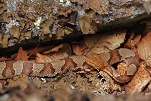 Squamata Prints: Northern copperhead (Agkistrodon contortrix mokasen) basking