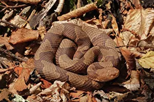 Northern copperhead (Agkistrodon contortrix mokasen) basking in leaflitter, Maryland, USA, June