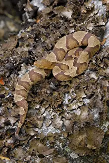 Pit Viper Prints: Northern copperhead (Agkistrodon contortrix mokasen) gravid female