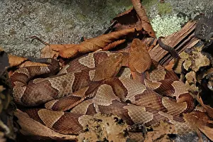 Thermoregulation Prints: Two Northern copperheads (Agkistrodon contortrix mokasen) basking together