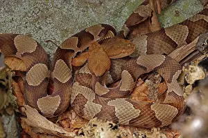 Thermoregulation Prints: Two Northern copperheads (Agkistrodon contortrix mokasen) basking together