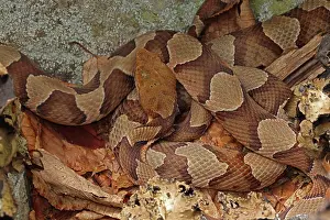 Thermoregulation Prints: Two Northern copperheads (Agkistrodon contortrix mokasen) basking together