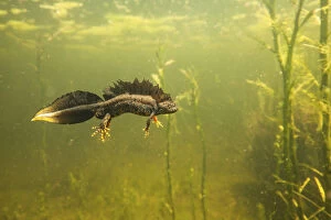 Amphibian Gallery: Northern crested newt (Triturus cristatus) male underwater in a pond, during the mating season