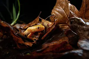 Caudata Prints: Northern crested newt (Triturus cristatus) albino female