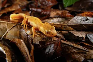 Caudata Prints: Northern crested newt (Triturus cristatus) albino female