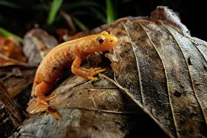 Caudata Prints: Northern crested newt (Triturus cristatus) albino female on the forest floor at night