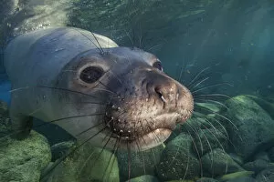 May 2021 Highlights Collection: Northern elephant seal (Mirounga angustirostris) juvenile swimming