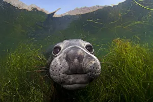 Mirounga Prints: Northern elephant seal (Mirounga angustirostris) approaching camera, Cedros Island