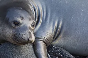 Northern elephant seal (Mirounga angustirostris) juvenile