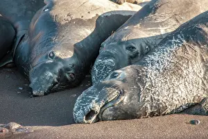 Guadalupe Island Prints: Three Northern elephant seals (Mirounga angustirostris) resting on beach