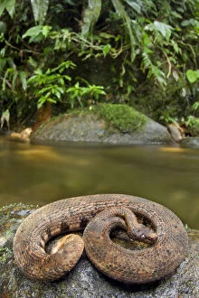 Images Dated 20th June 2013: Northern eyelash boa (Trachyboa boulengeri) curled up on rock by stream, Canande