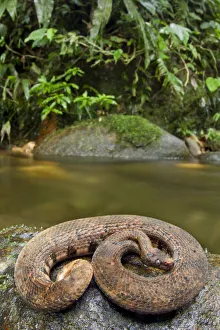 Northern eyelash boa (Trachyboa boulengeri) curled up on rock by stream, Canande