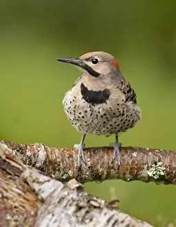 2020 July Highlights Gallery: Northern flicker (Colaptes auratus) perched, Acadia National Park, Maine, USA. July
