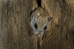 Nick Hawkins Prints: Northern flying squirrel (Glaucomys sabrinus) in nest cavity, New Brunswick, Canada