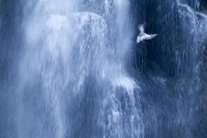 Waterfalls Gallery: Northern fulmar (Fulmarus glacialis) in flight against a waterfall, Iceland, January